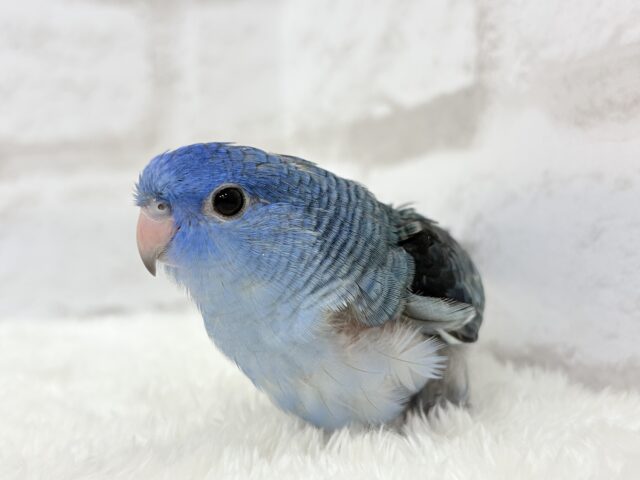 サザナミインコ