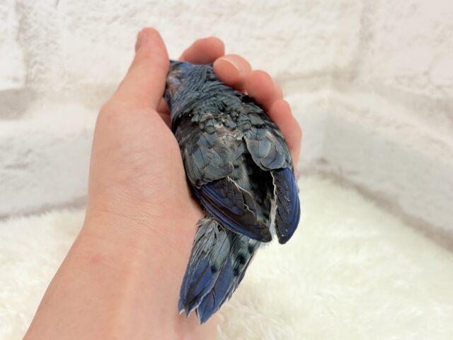 サザナミインコ