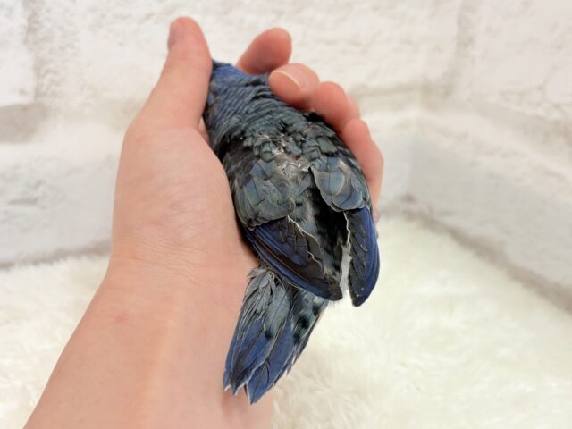 サザナミインコ