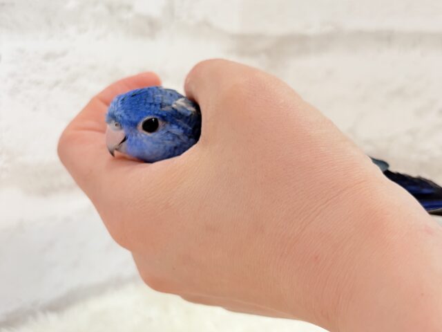 サザナミインコ
