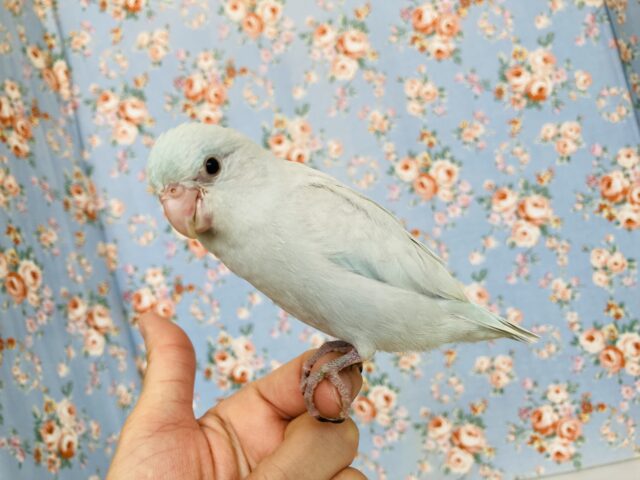 マメルリハ