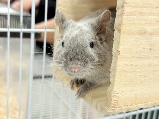 デグー
