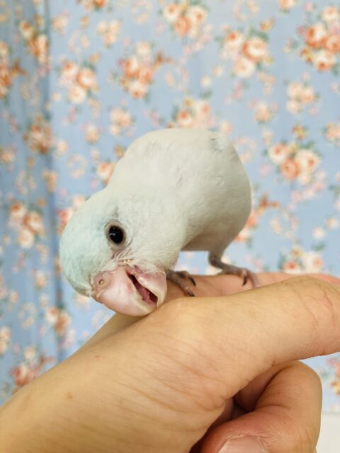 マメルリハ