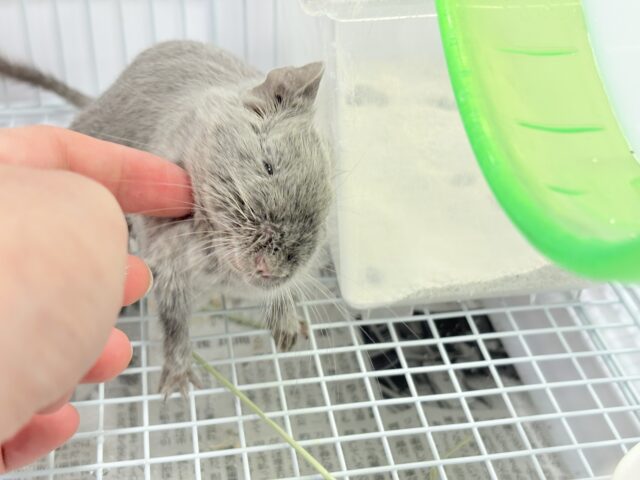 デグー