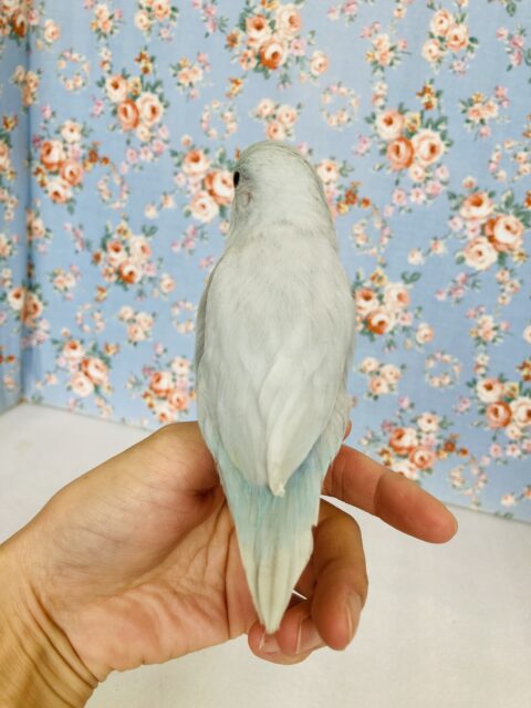 マメルリハ