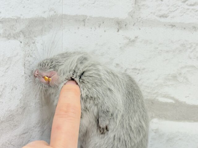 デグー