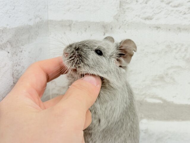 デグー