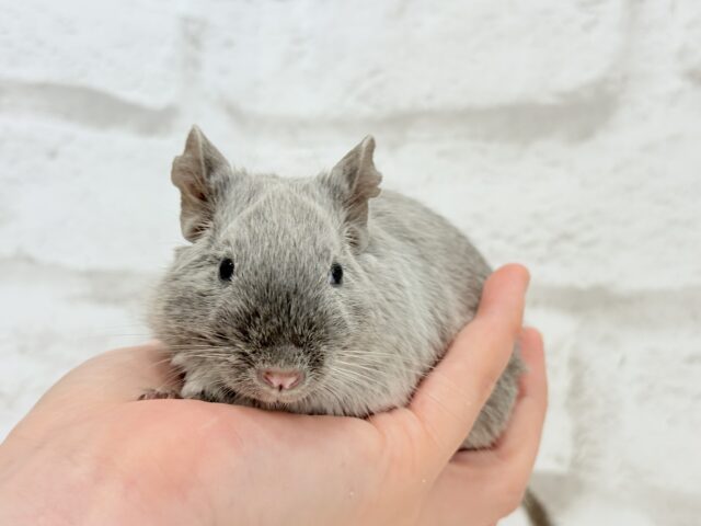デグー
