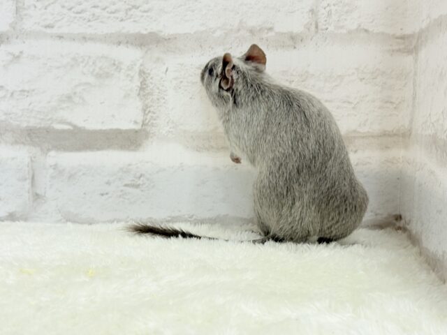 デグー
