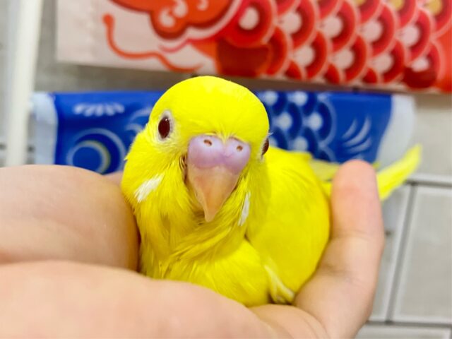 セキセイインコ