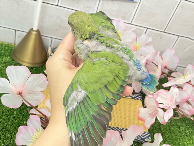 コザクラインコ（小桜インコ）