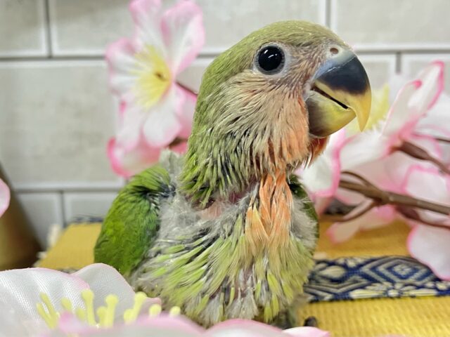 コザクラインコ（小桜インコ）