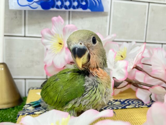 コザクラインコ（小桜インコ）