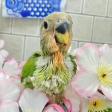 ﾓﾁﾓﾁよもぎ🪽⟡.·屋根より高いかしわもち🎏🏠⋆꙳コザクラインコ(ノーマル/2025年4月生まれ)