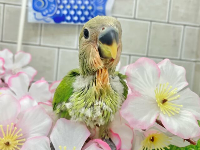 ﾓﾁﾓﾁよもぎ🪽⟡.·屋根より高いかしわもち🎏🏠⋆꙳コザクラインコ(ノーマル/2025年4月生まれ)
