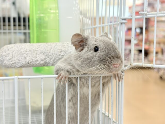 デグー