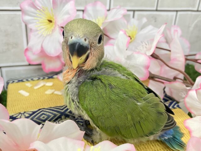 コザクラインコ（小桜インコ）