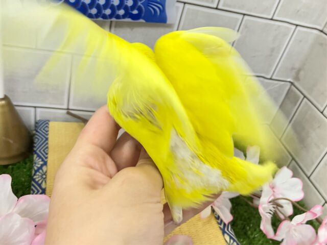 セキセイインコ