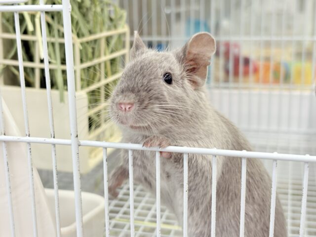 デグー