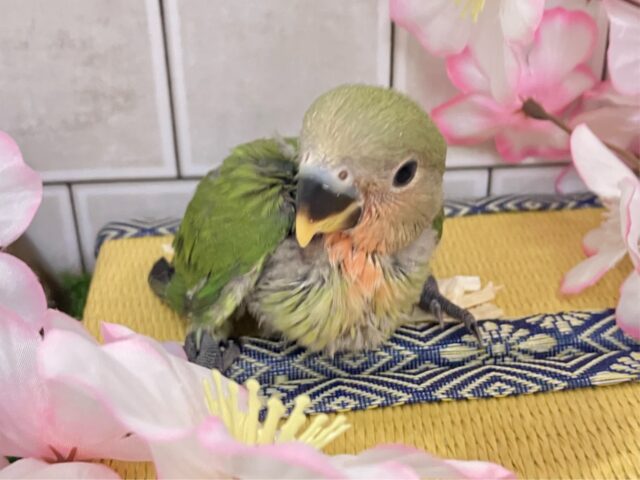 コザクラインコ（小桜インコ）