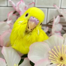 ᑭOᑭに駆け抜けろ❕シューティングスター！💫🪄︎︎◝✩セキセイインコ(ルチノー/2025年4月生まれ)