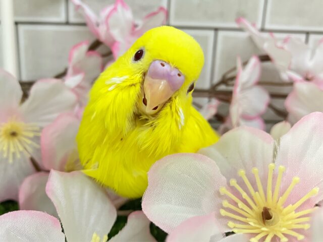 ᑭOᑭに駆け抜けろ❕シューティングスター！💫🪄︎︎◝✩セキセイインコ(ルチノー/2025年4月生まれ)