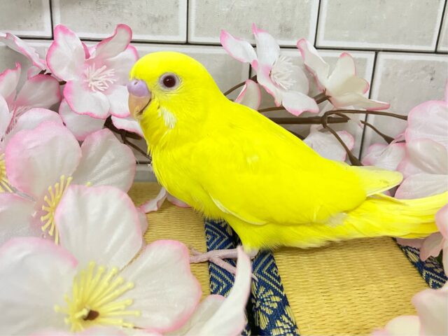 セキセイインコ