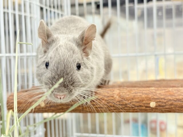 デグー