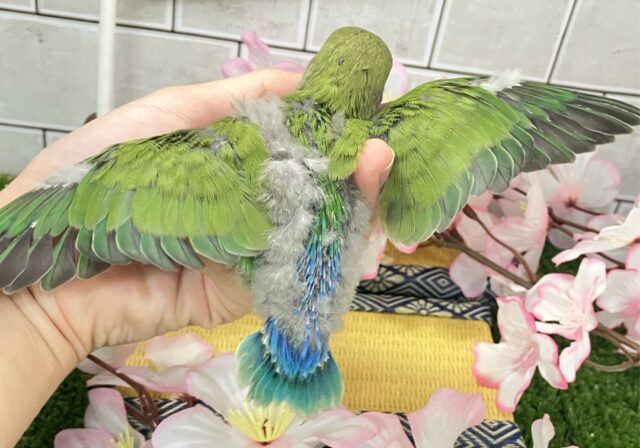 コザクラインコ（小桜インコ）
