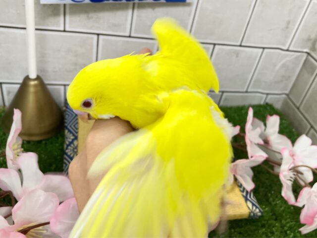 セキセイインコ