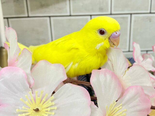 セキセイインコ