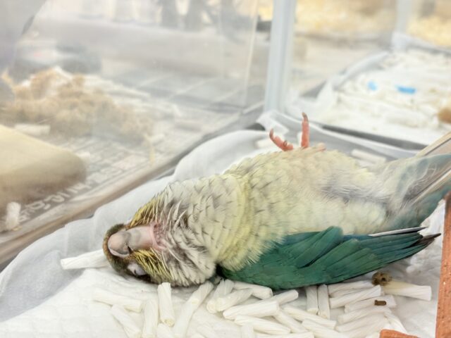 ワキコガネウロコインコ