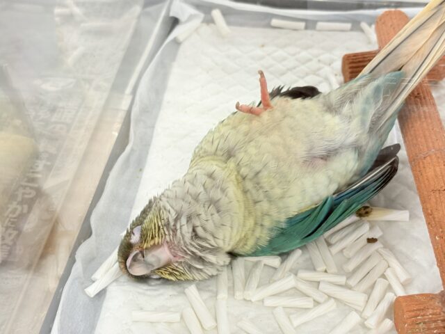ワキコガネウロコインコ