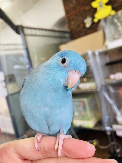 マメルリハ