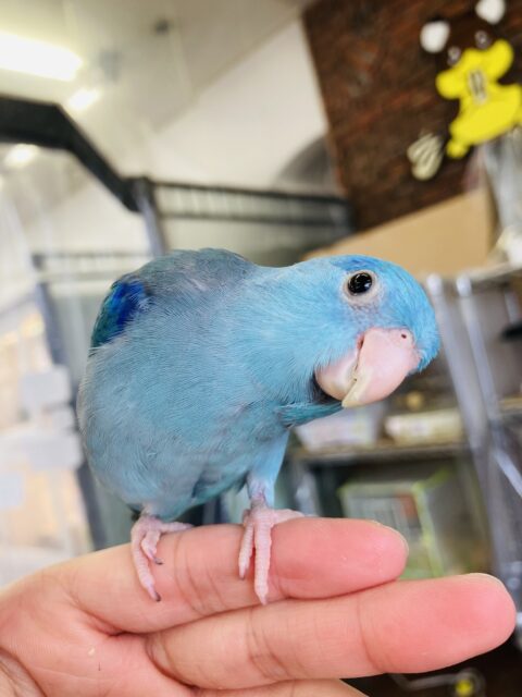 マメルリハ