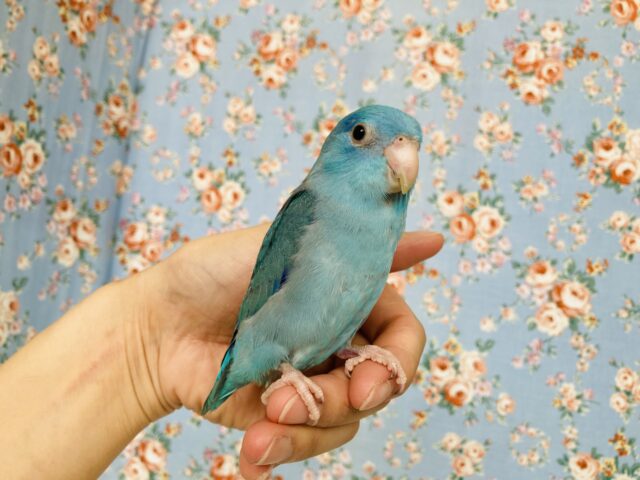 マメルリハ
