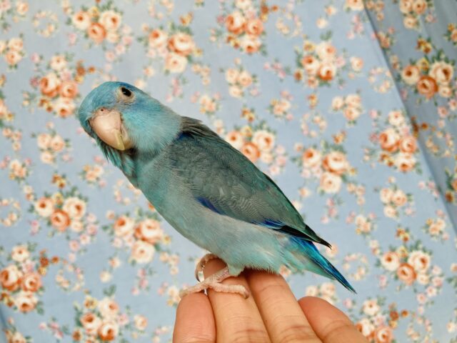 マメルリハ