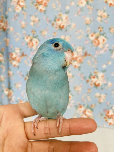 ブルースター💙⸝⋆꙳かわいい手乗りマメルリハさん(ブルー)男のコ🌟♂