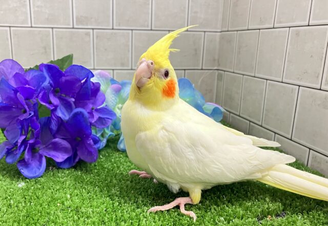 オカメインコ