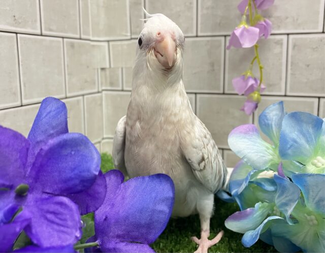オカメインコ