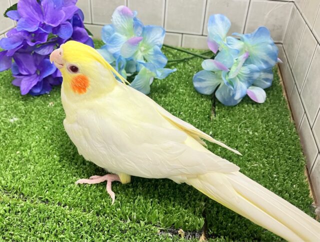 オカメインコ