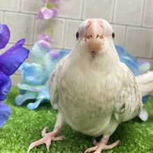 セピアに輝け📸‪✧*｡オカメゴコロ‎🤍💭オカメインコ(WFシナモンパールパイド/2025年3月生まれ)