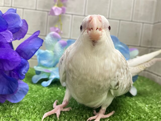 セピアに輝け📸‪✧*｡オカメゴコロ‎🤍💭オカメインコ(WFシナモンパールパイド/2025年3月生まれ)