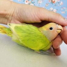若苗色の優しいグラデーション🌼🍃手乗りコザクラインコさん💟