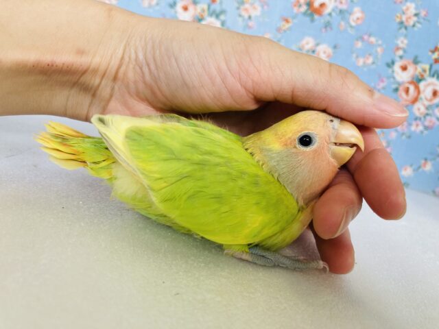 若苗色の優しいグラデーション🌼🍃手乗りコザクラインコさん💟