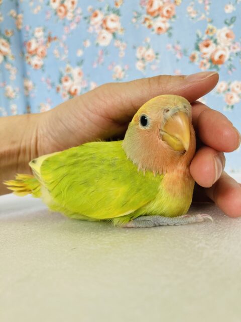 コザクラインコ（小桜インコ）