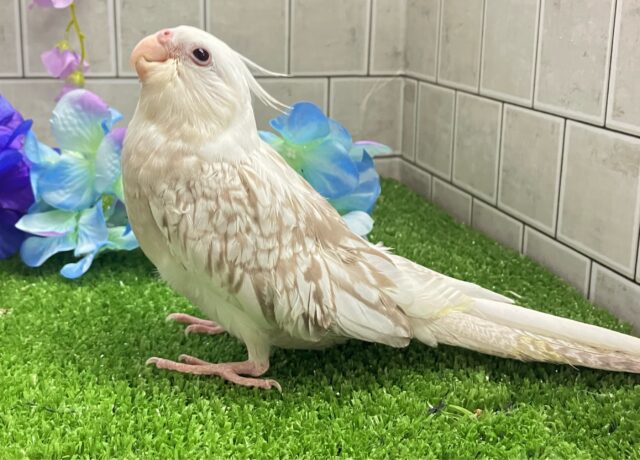 オカメインコ