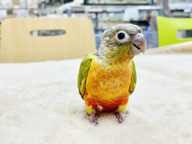 ホオミドリウロコインコ