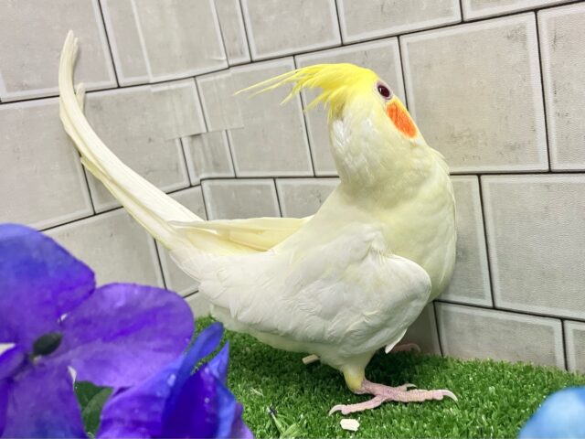オカメインコ