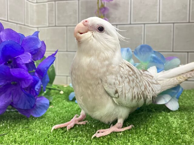 オカメインコ